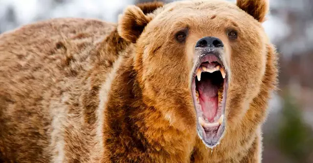 Morgan Stanley breaks with rest of Street, thinks October sell-off is 'morphing' into a bear market