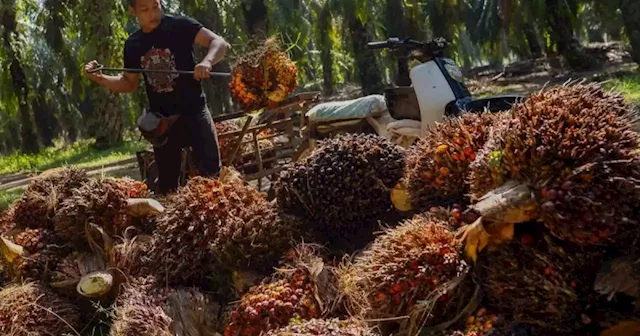 MPOB: Crude palm oil stocks fall in Dec 2021 on lower production, export | Malay Mail