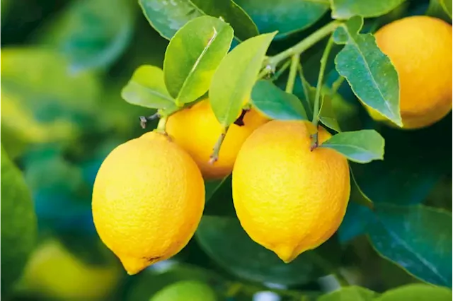 Citrus industry soured by lemon juice antidumping complaint from US