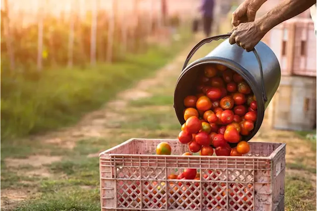 Heavy rains cost SA’s tomato industry almost R100 million in December alone