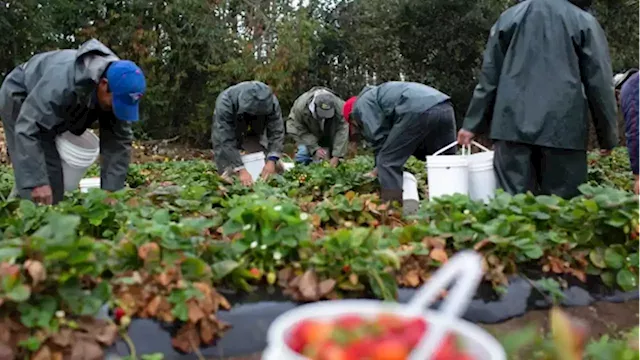 Delayed arrival of agriculture workers could be 'catastrophic' for crops, industry says | CBC News