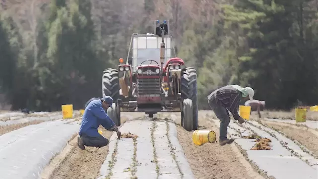 Food industry requests emergency access to temporary foreign workers amid labour woes