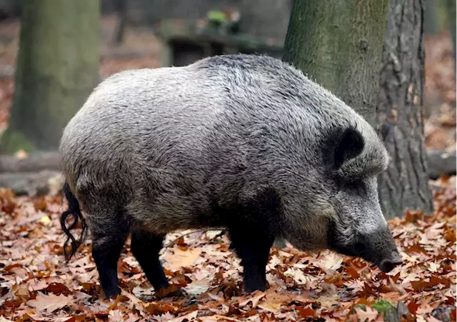 Swine fever in wild boars worries Italy’s pork industry