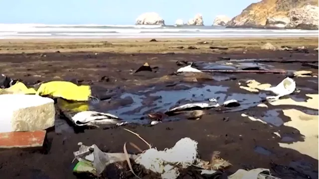 Peru says oil spill affects at least 2 kilometers of Pacific coast, beaches - SABC News - Breaking news, special reports, world, business, sport coverage of all South African current events. Africa's news leader.