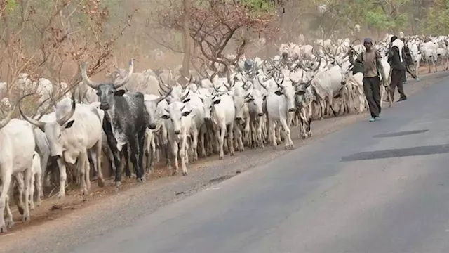 Investing In Cattle Business