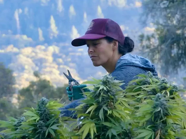 Documentary follows seven women who attempt to enter California's legal cannabis market