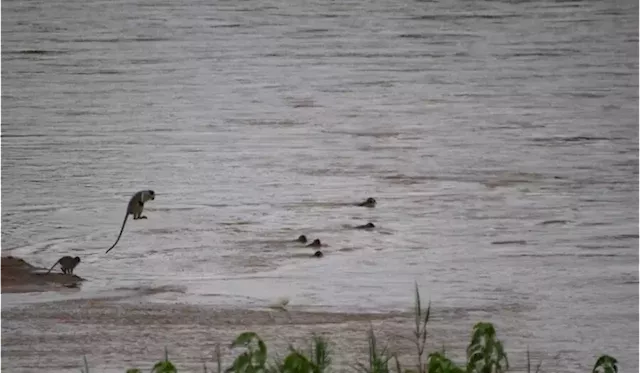 Monkey business...like never seen before: Vervets cross croc-infested river