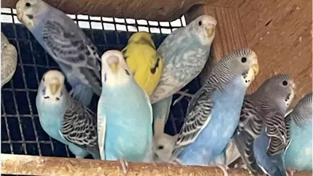 Hundreds of exotic birds stolen from family business in Strathroy, Ont. | CBC News