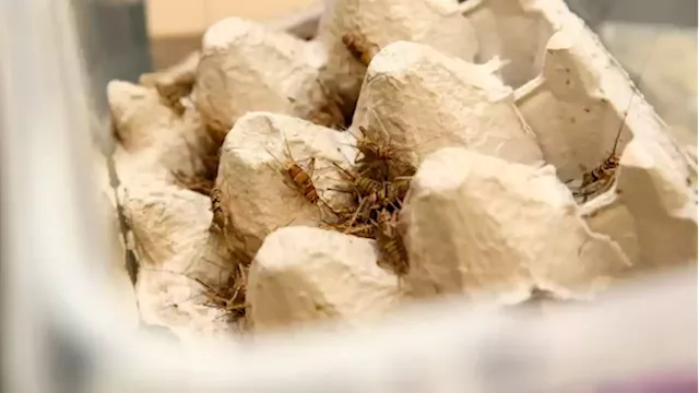 This Waterloo tech company helps cricket farmers grow bugs for protein | CBC News