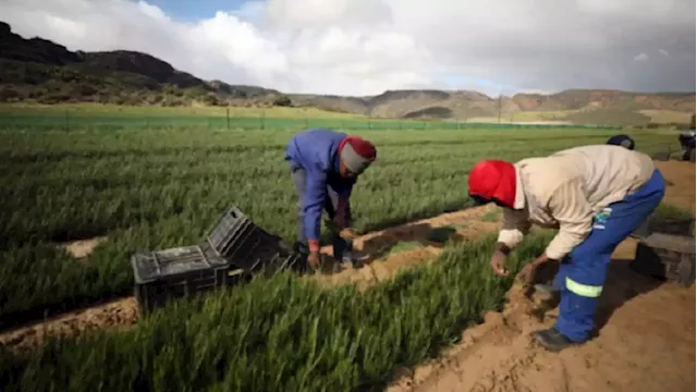 Free State farmers facing challenges following persistent heavy rains - SABC News - Breaking news, special reports, world, business, sport coverage of all South African current events. Africa's news leader.