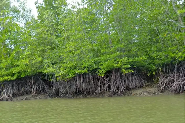 Malaysia’s mangrove-planting fishermen stumble at nature finance hurdle - BusinessWorld Online