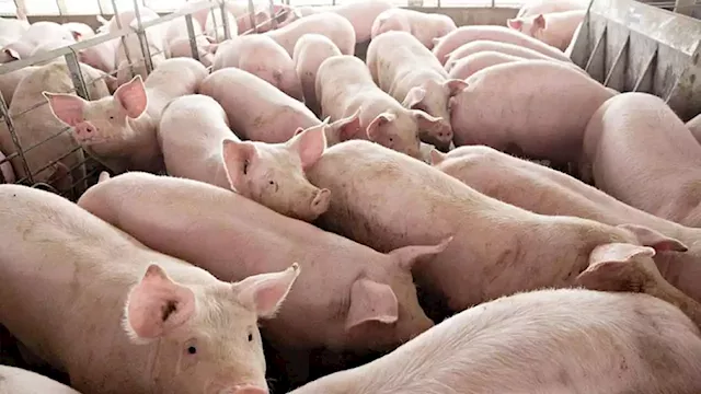 Private investment needed for hog industry to recover from ASF - BusinessWorld Online