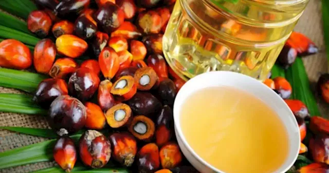 AI technology can be game changer for palm oil industry | New Straits Times