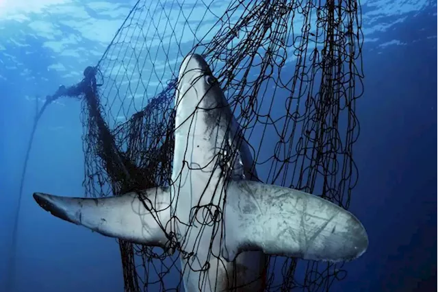 How the fishing industry can save sharks and seafood with LED lights