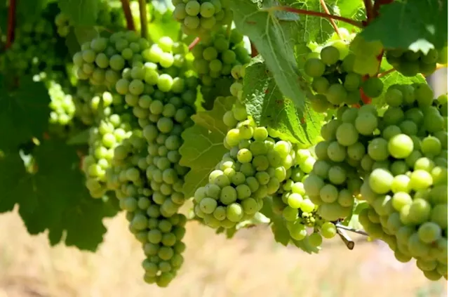 Wine industry: It’ll be a long haul to recovery