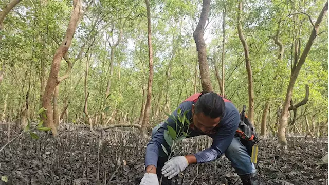 Malaysia's mangrove-planting fishermen stumble at nature finance hurdle