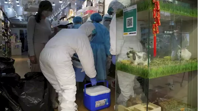 Hong Kong allows hamster pet stores to resume business after COVID-19 cull