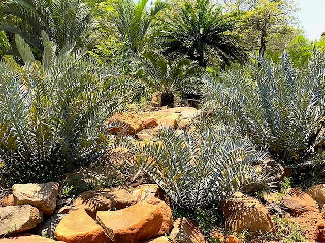 PLANT PIRATES: ‘Loved to death’: Poaching for the horticultural market threatens cycads in South Africa