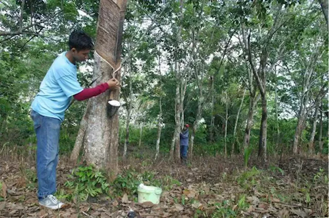 Rubber market closes higher