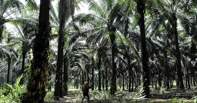 Govt to adopt two-pronged strategy to strengthen Malaysian palm product export market, says minister | Malay Mail