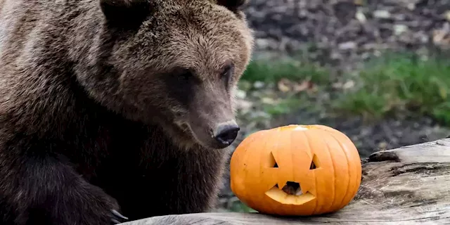 Stock-market turnaround? Why October is known as a ‘bear killer.’