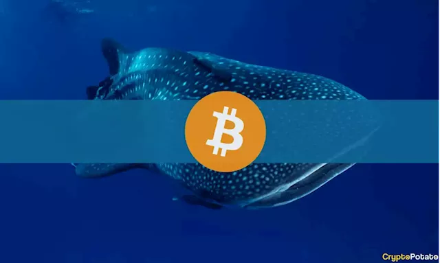 Bitcoin Whales Accumulating as Bear Market Floor is Established: Glassnode