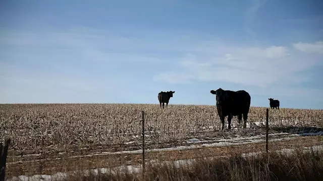 The Beef Industry Is Trying to Sell Us Bullshit