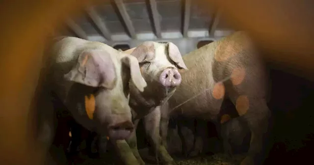 Supreme Court hears pork industry's challenge to California animal welfare law