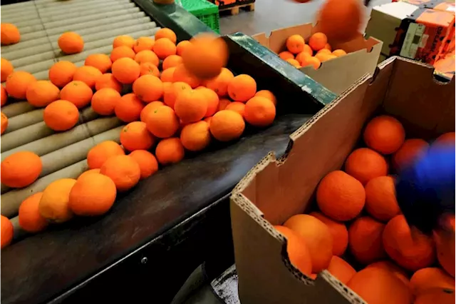 The citrus industry says over 185,000 tons of fruit exports threatened by Transnet strike | Businessinsider