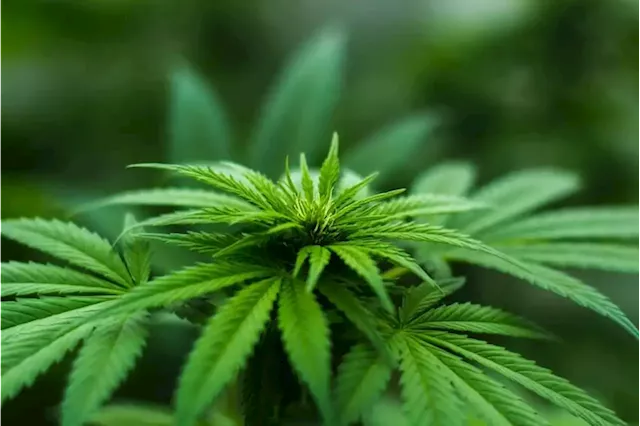 St Kitts to establish medical cannabis industry