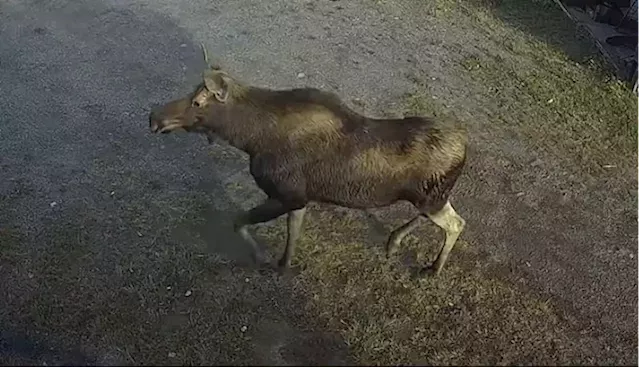 VIDEO: A moose visits a Thunder Bay business