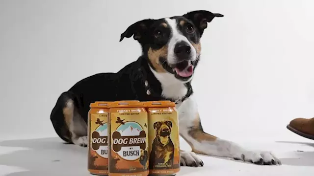 Busch debuts non-alcoholic 'Turkey Brew' for dogs | CNN Business