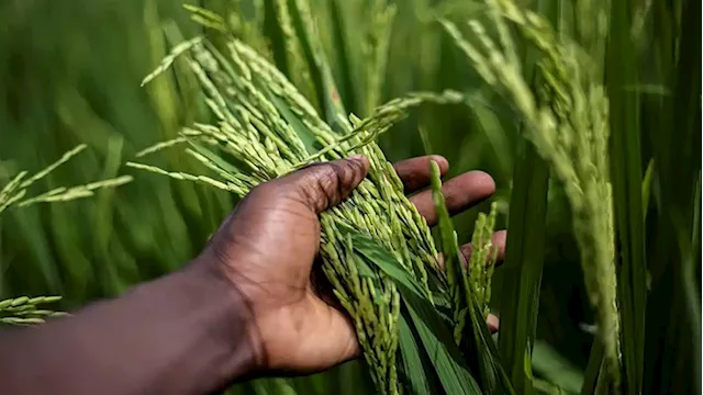 Young farmers in Mbizana want the government to invest in agriculture - SABC News - Breaking news, special reports, world, business, sport coverage of all South African current events. Africa's news leader.