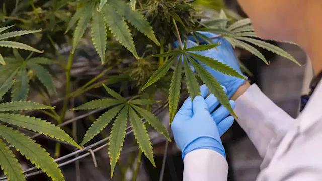 Cannabis Industry Poured Millions Into Legalization Ballot Measures in 4 States