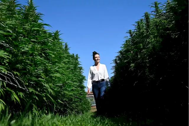 As harvest season winds up, many cannabis companies prefer to grow outdoors, despite challenges