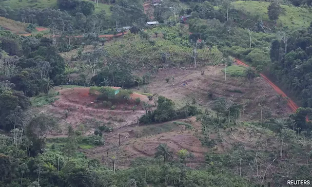 World's top finance firms continue to fuel deforestation, report warns