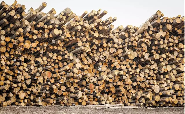 Canada says its logging industry’s emissions are below zero. A new report says they’re actually on par with the oilsands