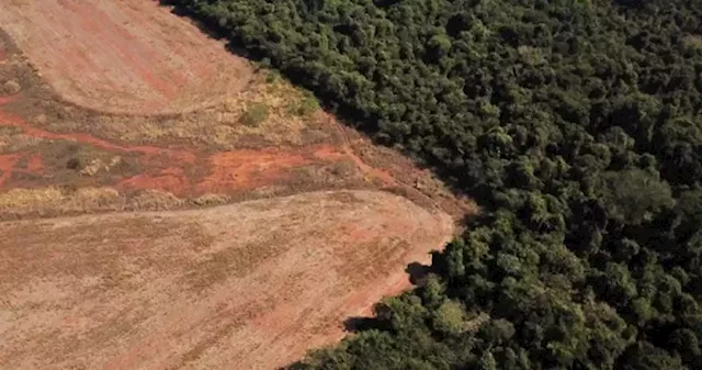 World's top finance firms continue to fuel deforestation, report warns