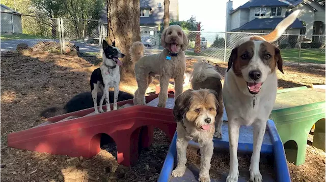 ‘It was wild’: Dog-boarding business on rapid Nakia Creek Fire evacuation