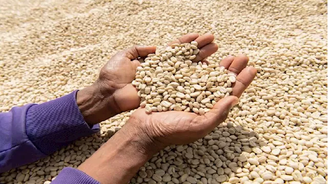 Uganda says coffee exports down 14% year on year due to drought - SABC News - Breaking news, special reports, world, business, sport coverage of all South African current events. Africa's news leader.