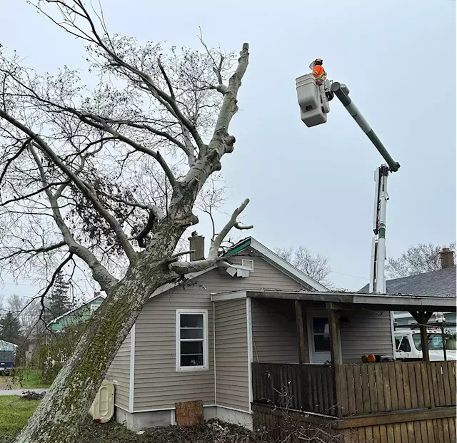 Cape Breton companies remove tree from roof of New Waterford woman's home | SaltWire