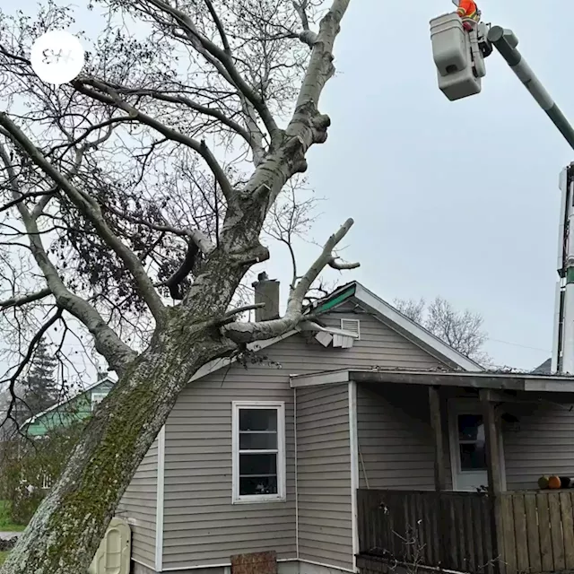 Cape Breton companies remove tree from roof of New Waterford woman's home | SaltWire