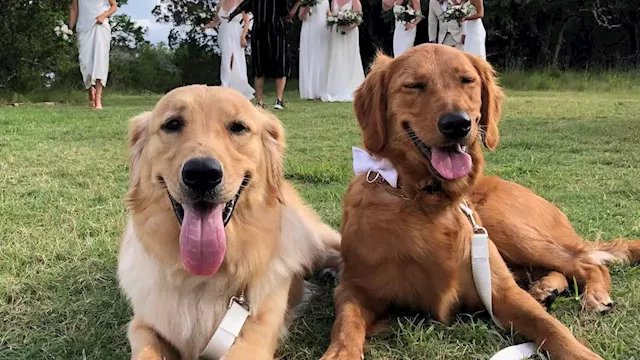 While the happy couple says 'I do,' their wedding pet attendant handles the dog business