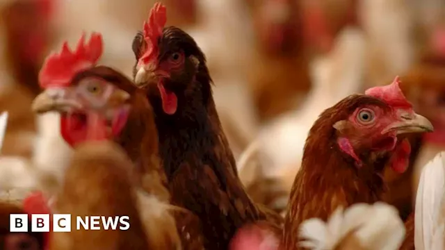 Norfolk poultry business says bird flu vaccination only solution