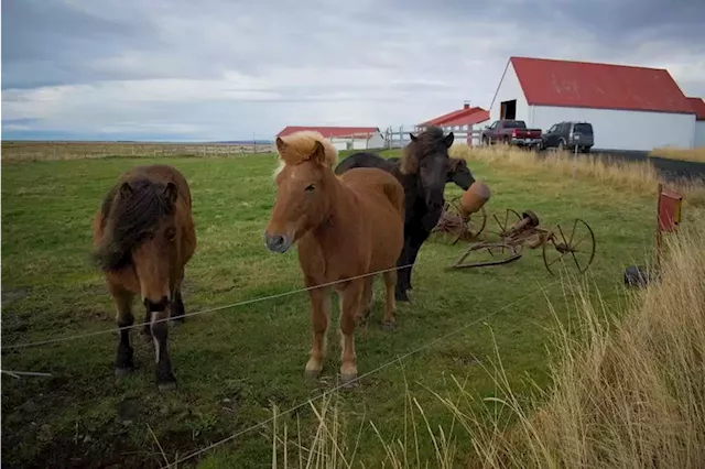 Pregnant mares bred to supply blood for veterinary industry makes activists see red