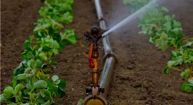 Gauteng farmer says Rand Water to be blamed for irrigation damage on his farm - SABC News - Breaking news, special reports, world, business, sport coverage of all South African current events. Africa's news leader.