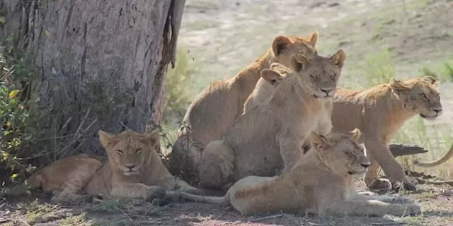 VIDEO: Two lions rescued from Ukraine conflict zones - SABC News - Breaking news, special reports, world, business, sport coverage of all South African current events. Africa's news leader.