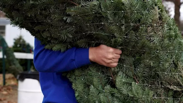 Bah humbug: Expect to shell out more for a Christmas tree this year | CNN Business