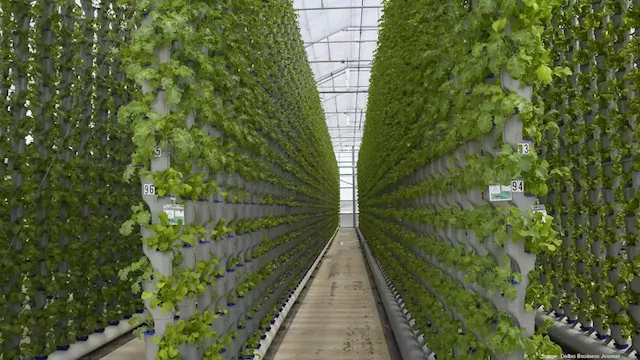 Dallas agricultural company Eden Green Technology opens new vertical greenhouse in Cleburne