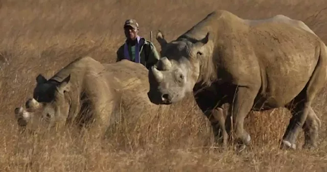 China ranks as top rhino horn market, but smuggling networks weakened: Report